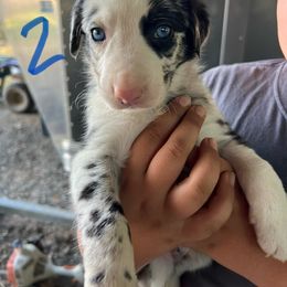 Boy 2 - Slate merle male Border Collie puppy in Rural Retreat, Virginia from Hidden Acres Farm Corgis