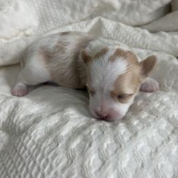 Morkie puppies from Morkies of Milton