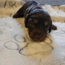 Girl 3 - Chocolate and tan female Dachshund puppy in New Castle, Colorado from Shaffers low riding weiners