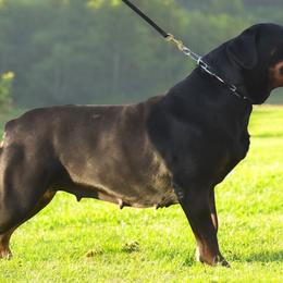 Elektra - Rottweiler