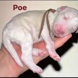 Poe - Cream male Poodle puppy in Prosperity, Pennsylvania from Stelladoodles & Company