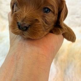 Leo - Red male Cavapoo puppy in Adrian, Oregon from ApplebyFarm