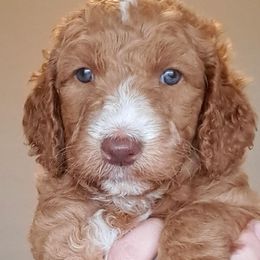 Goldendoodle Puppies from Dahlia Doodles