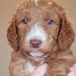 Goldendoodle Puppies from Dahlia Doodles