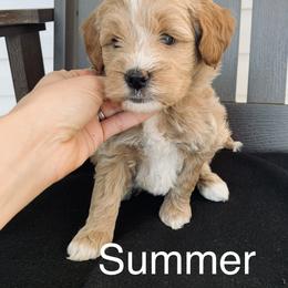 Goldendoodle Puppies from Martin’s Doodles