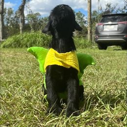 Giant Schnauzer, Golden Retriever, and Miniature American Shepherd Puppies from Elegy Kennels