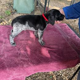 German Shorthaired Pointer Puppies from Black vermillion pointers