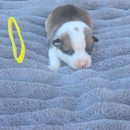 Yellow Collar Male - Red male Pembroke Welsh Corgi puppy in Tenino, Washington from LoneStar Corgis NW