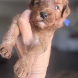 Lincoln - Red  male Goldendoodle puppy in Meridian, Idaho from Country Club Doodles
