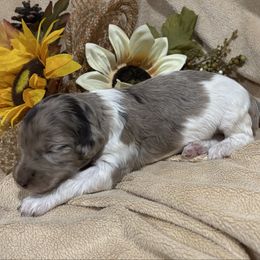 Mary Ann - Merle female Labradoodle puppy in Somerset, California from Annie’s Animals