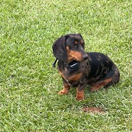 Dolly - Dachshund