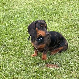 Dolly - Dachshund