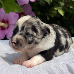 Firefly - Blue merle female Toy Australian Shepherd puppy in Quincy, Michigan from Ivy Meadows and Friends