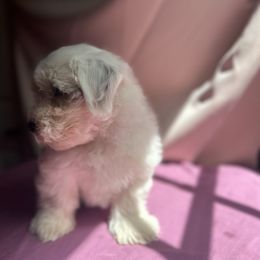 Inky - White Havanese puppy in Pearland, Texas from Herds Of Havanese