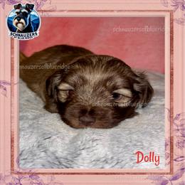 DOLLY - Miniature Schnauzer