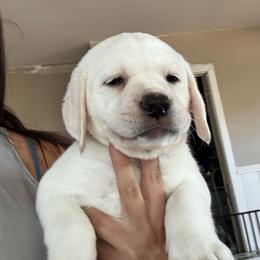 Girl 2 - Yellow female Labrador Retriever puppy in Santa Clarita, California from Five Star Labradors