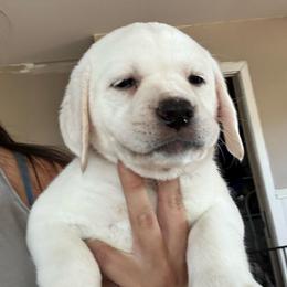 Girl 2 - Yellow female Labrador Retriever puppy in Santa Clarita, California from Five Star Labradors