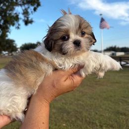 Mocha - Red and white female Shih Tzu puppy in Hialeah, Florida from South East Coast Angels Shih Tzus