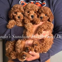 Bernedoodle and Poodle Puppies from Miranda’s Sunshine Poodles and Doodles