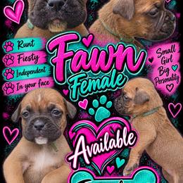 Girl 1 - Fawn female Boxer puppy in Hopkins, Michigan from Truax Farms