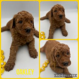 Oakley - Red  female Poodle puppy in Mount Vernon, Illinois from AMC Poodles