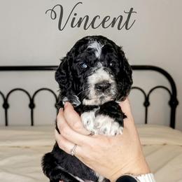 Bernedoodle Puppies from Willow Creek Farm