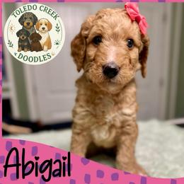 Abigail - Red  female Goldendoodle puppy in Pasadena, Texas from Toledo Creek Doodles