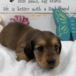 Ember AKC Girl 4 - Cream female Dachshund puppy in Sumrall, Mississippi from JP’s Dachshunds