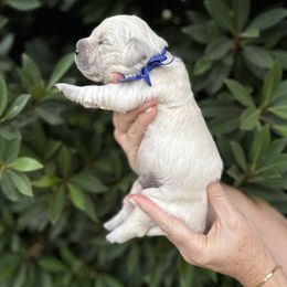 Golden Retriever Puppies from Sanctuary Ranch Goldens