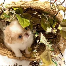 Autumn - Lemon and white female Japanese Chin puppy in Davisville, Missouri from Uniquely Yours, Shelly’s Japanese Chins