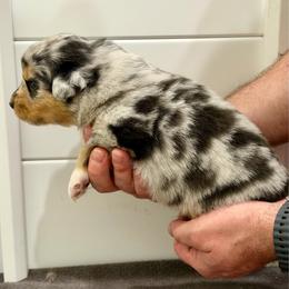 Tommy - Blue merle male Australian Shepherd puppy in Collinston, Utah from Corbridge Aussies