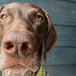 German Shorthaired Pointers from Diamond Tread Pointers