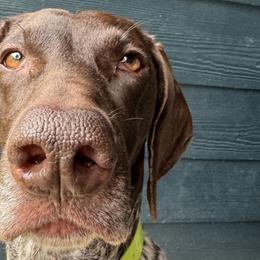 German Shorthaired Pointers from Diamond Tread Pointers