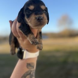 Rudolph - Black and cream male Dachshund puppy in Mc Alester, Ok, Oklahoma from New Hope Miniature Dachshunds