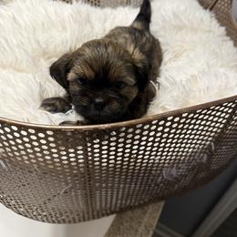 Jinx - Sable male Shih Tzu puppy in Boiling Springs, South Carolina from Sherry Whiteside's Shih Tzus
