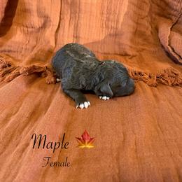 Maple - Brown female Lagotto Romagnolo puppy in Minster, Ohio from 1880 Lagotto