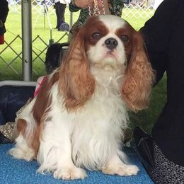 Marco - Cavalier King Charles Spaniel
