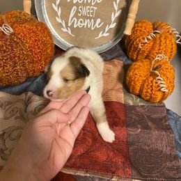 Shetland Sheepdog Puppies from Clark Kennel Shelties