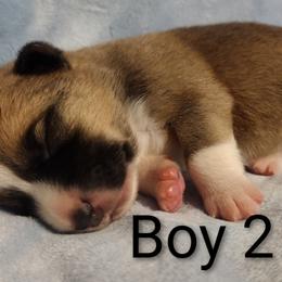 2 Triple Clear, OFA parents - Red male Pembroke Welsh Corgi puppy in Harpursville, New York from Rex Farm Corgis