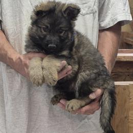 Boy 2 Blue - Sable male German Shepherd puppy in Lake George, Colorado from High Country German Shepherds