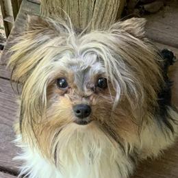 Sawyer - Yorkshire Terrier