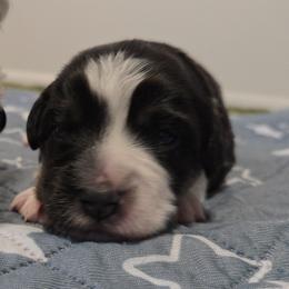 Australian Shepherd and Miniature Australian Shepherd Puppies from Cara Harker