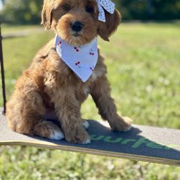 Lindsey - Red  female Goldendoodle puppy in Murfreesboro, Tennessee from Cherry Lane Farm Doodles