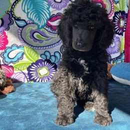 Boy 2 - Poodle puppy in Salisbury, North Carolina from Delovely Standard Poodle’s & Rottweiler’s