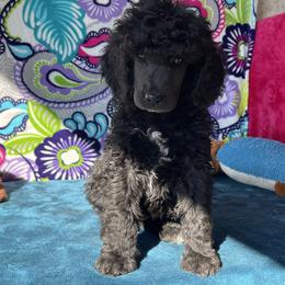 Boy 2 - Poodle puppy in Salisbury, North Carolina from Delovely Standard Poodle’s & Rottweiler’s