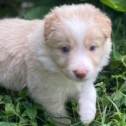 Orange Collar - Gold female Border Collie puppy in Gadsden, Alabama from Collie Wood Hills