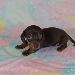 Dachshund Puppies from Newbern's Nuggets