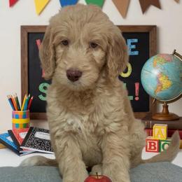 Washington - Apricot male Goldendoodle puppy in Tybee Island, Georgia from Castaway Doodles
