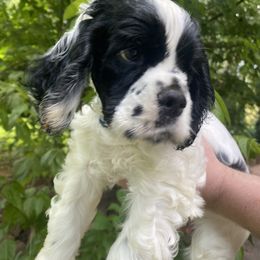Cocker Spaniel Puppies from Mable meadows Cockers