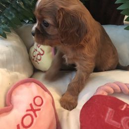 Cavalier King Charles Spaniel Puppies from Hidden Creek Cavaliers